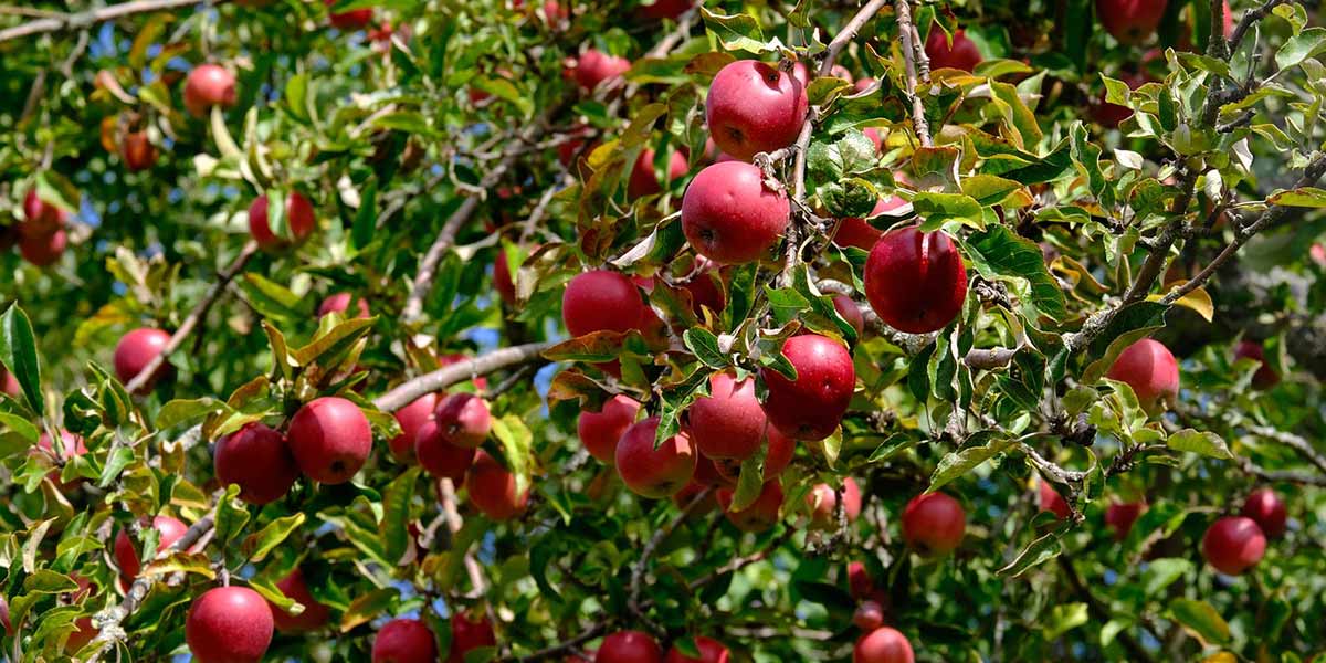 Le strisce fiorite aumentano la produzione di mele